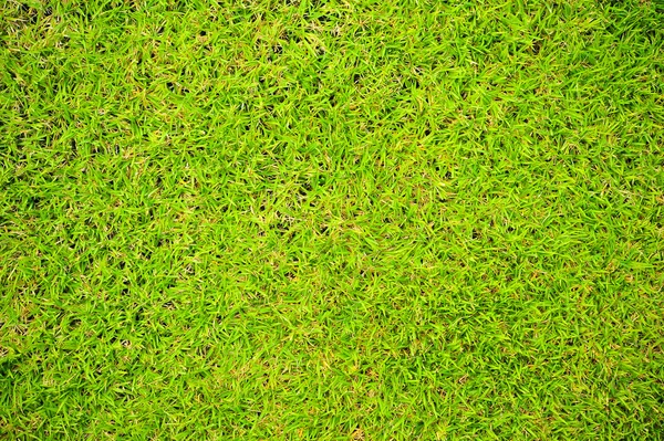 Natural green grass background — Stock Photo, Image