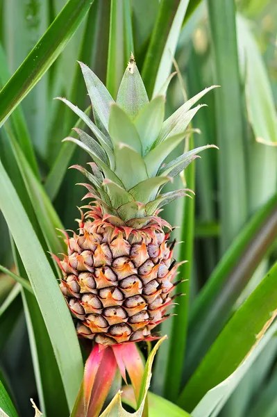 Vackra en ung ananas Stockbild