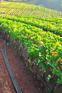 DOI angkhang Mountain, chiangmai çilek ekimi: Tayland