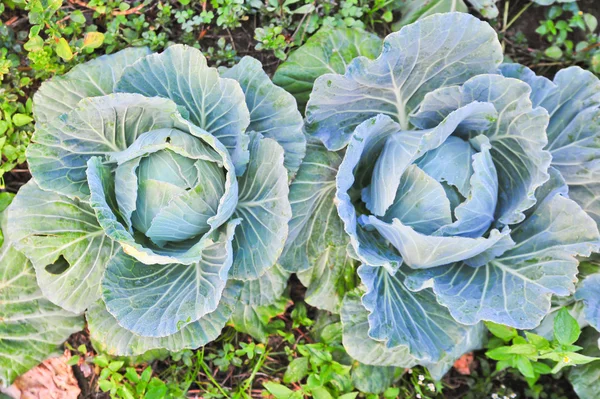 Cabbages in the garden — Stock Photo, Image