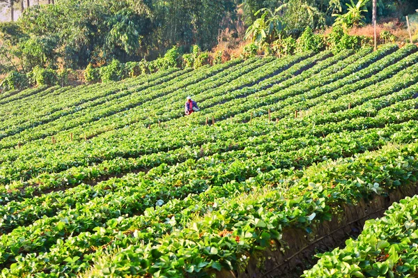 Mulheres trabalhadoras colhendo morangos em doi angkhang montanha, c — Fotografia de Stock