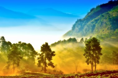 DOI angkhang Mountain, çilek Bahçe puslu sabah chi