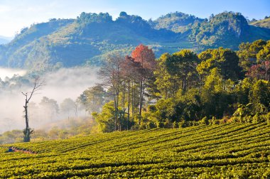 güzel manzara ve kış DOI adlı grupta taze çilek