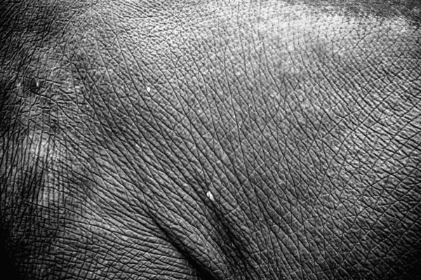 黑色和白色的亚洲大象皮肤背景和纹理 — 图库照片