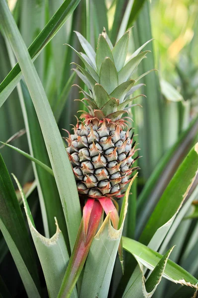 A baby pineapple in the farm — Stock Photo, Image