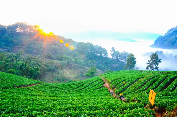 Ráno v krásné jahody farmě v doi angkhang mountain, — Stock fotografie