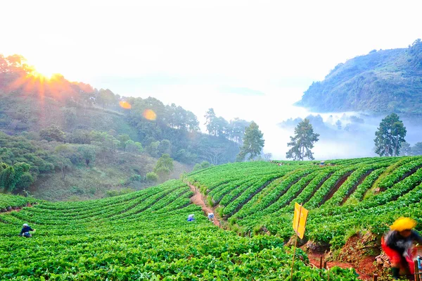 Amazing sea of mist at strawberry farm on doi angkhang mountain, — Stock Photo, Image