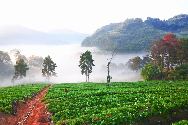 Incrível mar de névoa na fazenda de morango na montanha doi angkhang , — Fotografia de Stock