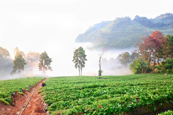 Утро на красивой ферме клубники в Дои Ангханг , — стоковое фото