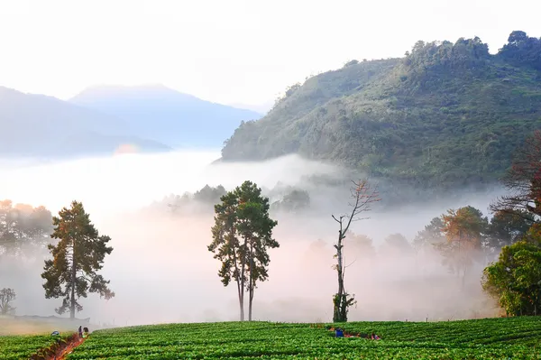 Ochtendnevel op doi angkhang berg, chiang mai, thailand. — Stockfoto