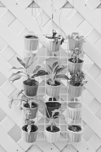 Pots de fleurs noir et blanc — Photo