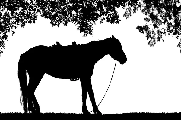 Cheval silhouette se tient sur l'herbe sous l'isolat de l'arbre sur bac blanc — Photo