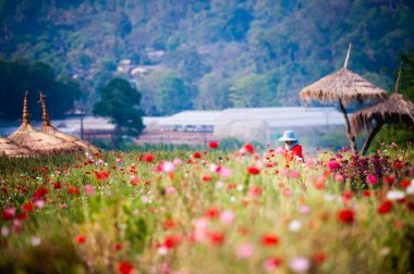 güzel çiçek bahçesi DOI angkhang dağ, chiang mai, t