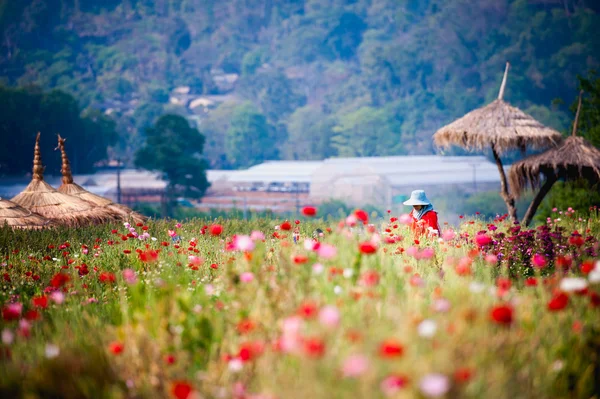 güzel çiçek bahçesi DOI angkhang dağ, chiang mai, t