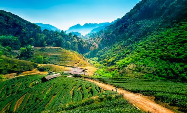 çay tarlaları üzerinde angkhang Dağı, chiang mai, Tayland
