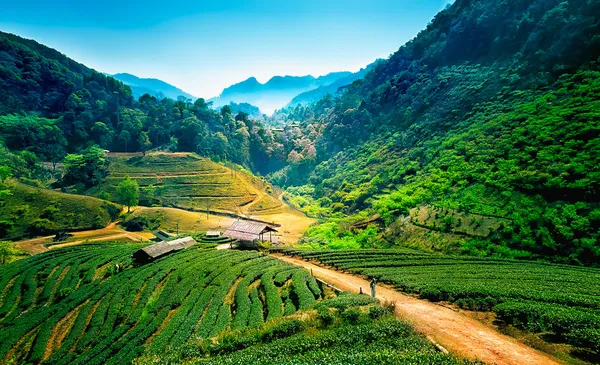 Çay tarlaları üzerinde angkhang Dağı, chiang mai, Tayland — Stok fotoğraf