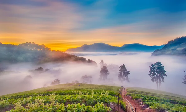 Nebbiosa mattina in fragola fattoria a doi angkhang montagna, chian — Foto Stock