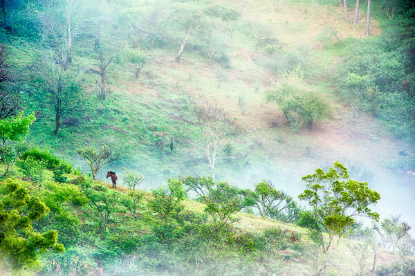 tree and horse in mist at Doi angkhang , Chiangmai, Thailand