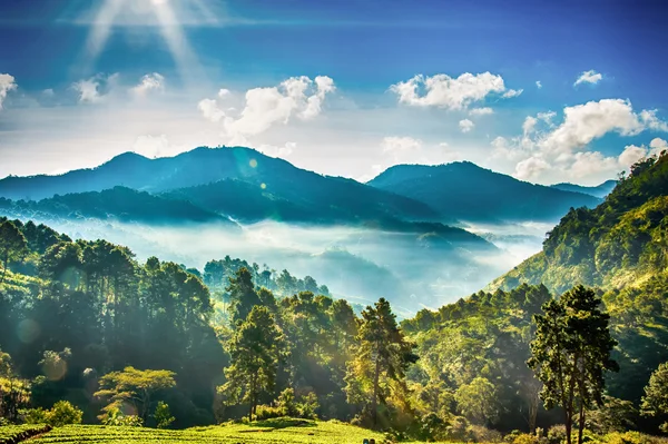 Manhã enevoada na fazenda de morango na montanha doi angkhang, chian — Fotografia de Stock