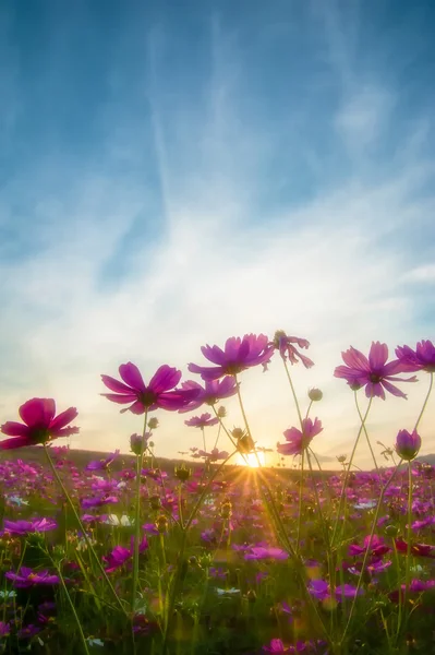 Flor del cosmos con puesta de sol —  Fotos de Stock