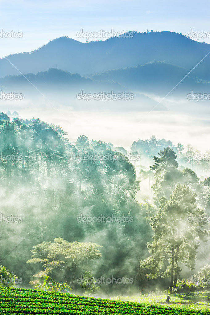 misty morning in strawberry farm at doi angkhang mountain, chian