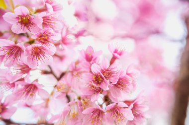 pangkhon dağ chiang rai de Sakura çiçek çiçek açan çiçek, 