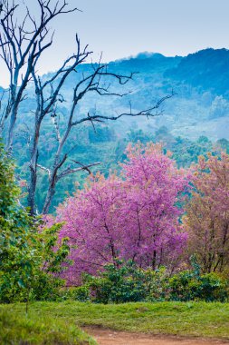pangkhon dağ chiang rai de Sakura çiçek çiçek açan çiçek, 