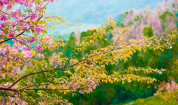 Himálajské třešně (prunus cerasoides) kvetoucí v pang khon mo — Stock fotografie