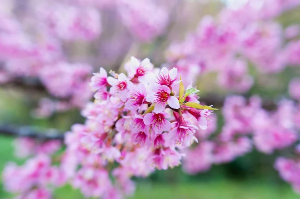 Sakura květiny kvetoucí květy v pangkhon hoře chiang rai, — Stock fotografie