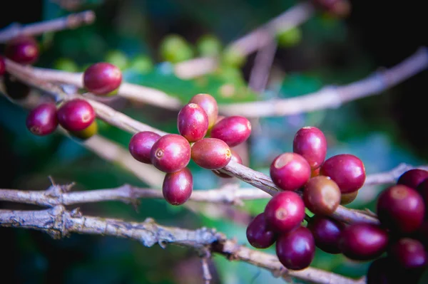 Granos de café madurando en el árbol en el norte de Tailandia —  Fotos de Stock