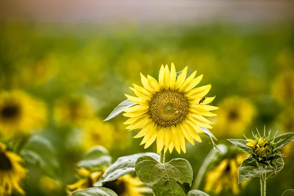 Solrosor fältet, selektiv fokus på enda solros — Stockfoto