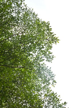 Beyaz zemin üzerine yeşil yaprakları arka plan izole