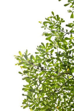 yeşil yapraklar arkaplan 