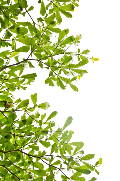 Tree leaf isolate on white background — Stock Photo, Image
