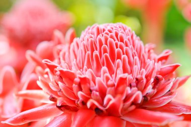 etlingera elatior kırmızı çiçek 