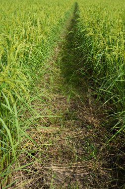 Paddy pirinç tarlası 