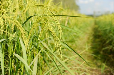 Yeşil çeltik tarlasını kapatın. 