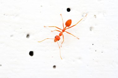 Kırmızı karınca kadar yakın 