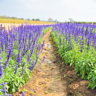 salvia officinalis çiçek 