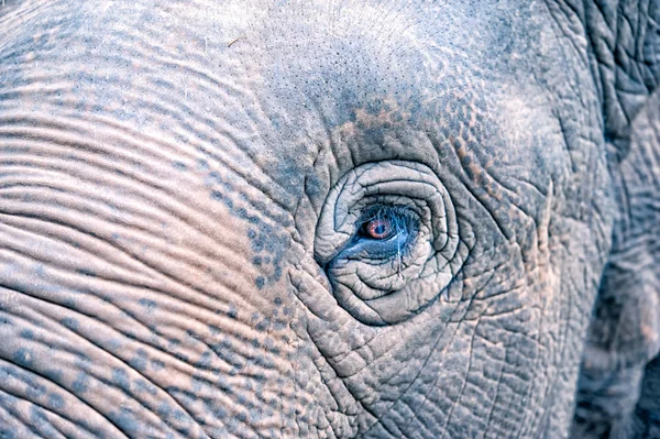 Œil d'éléphant — Photo