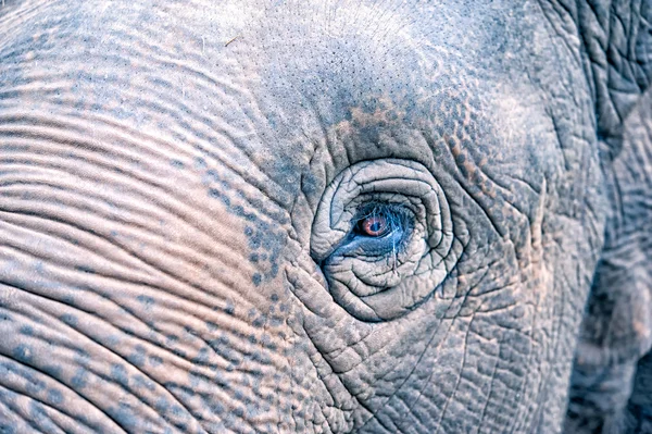 Elephant eye — Stock Photo, Image