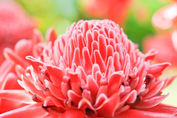 Torch ginger against lush tropical growth — Stock Photo, Image