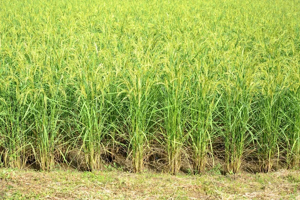 Paddy rice field — Stock Photo, Image