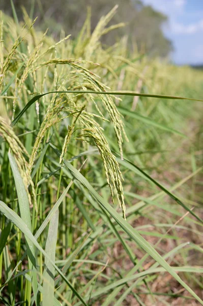 Close up of green paddy rice plant — Stock Photo, Image