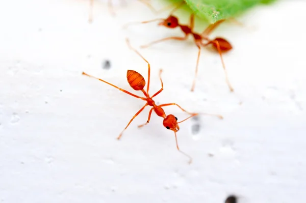 Czerwonych mrówek — Zdjęcie stockowe