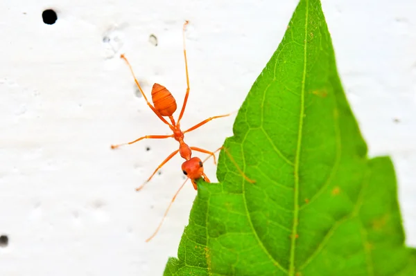 Lähikuva punainen muurahainen — kuvapankkivalokuva