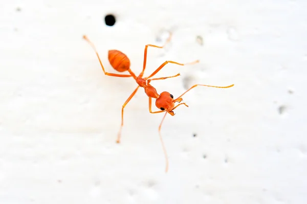 Red ant — Stock Photo, Image