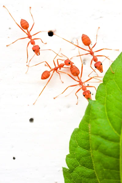 Red ant — Stock Photo, Image