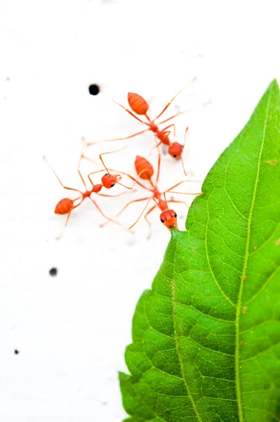 Red ant — Stock Photo, Image