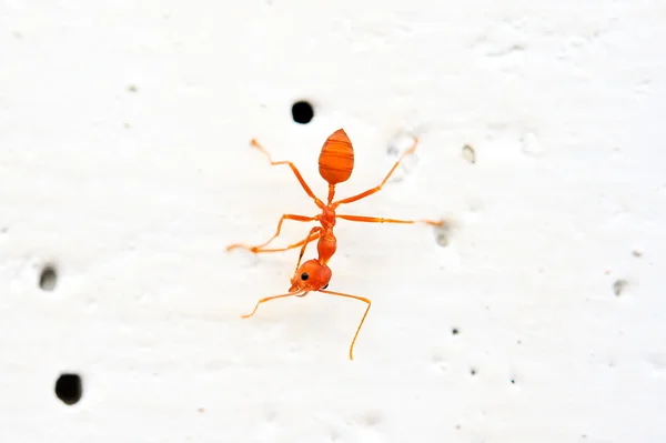 Red ant — Stock Photo, Image